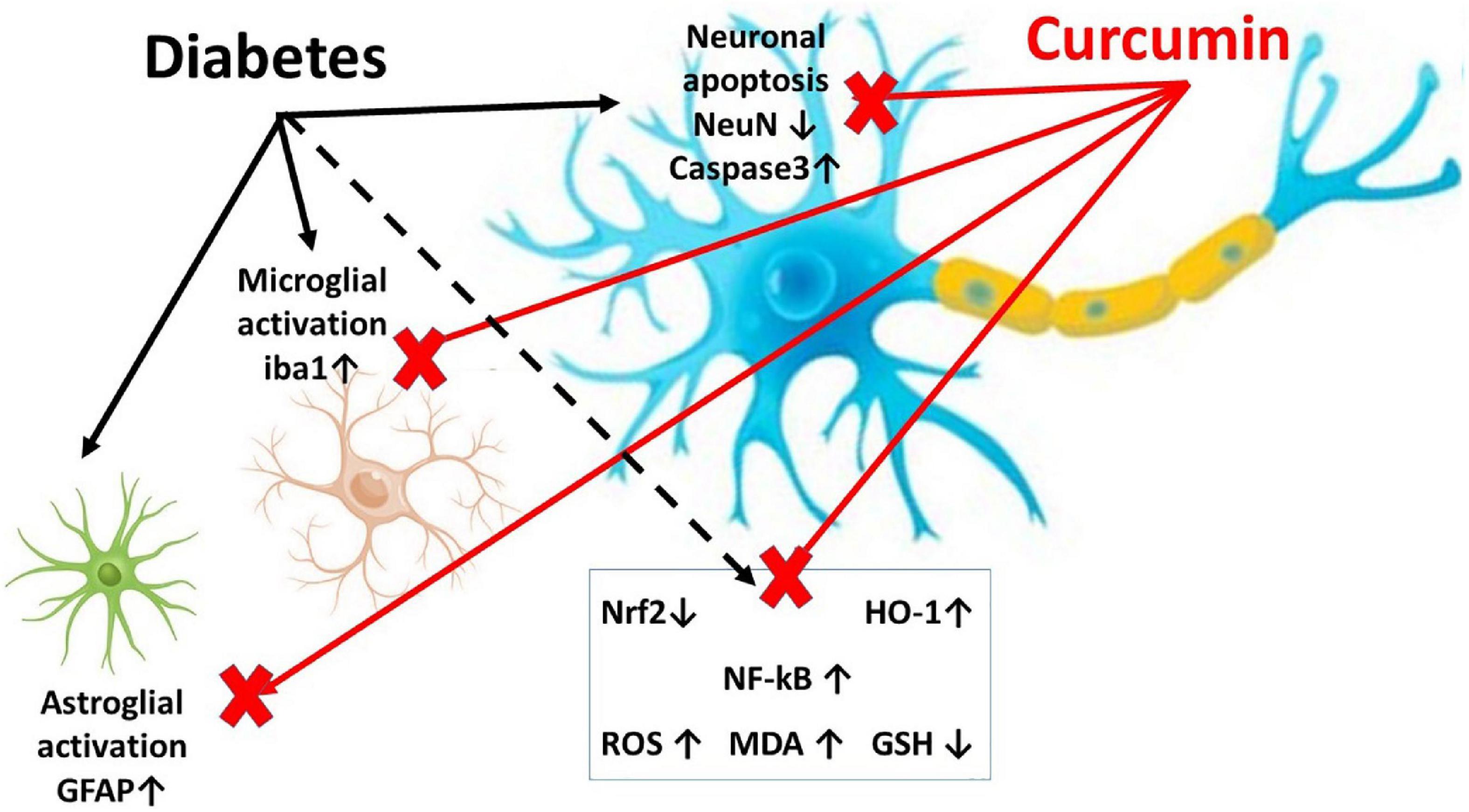 Suppression of neuronal apoptosis and glial activation with modulation of Nrf2/HO-1 and NF-kB signaling by curcumin in streptozotocin-induced diabetic spinal cord central neuropathy